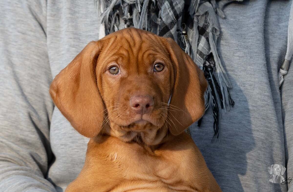 Arion of Vizsla Spirit