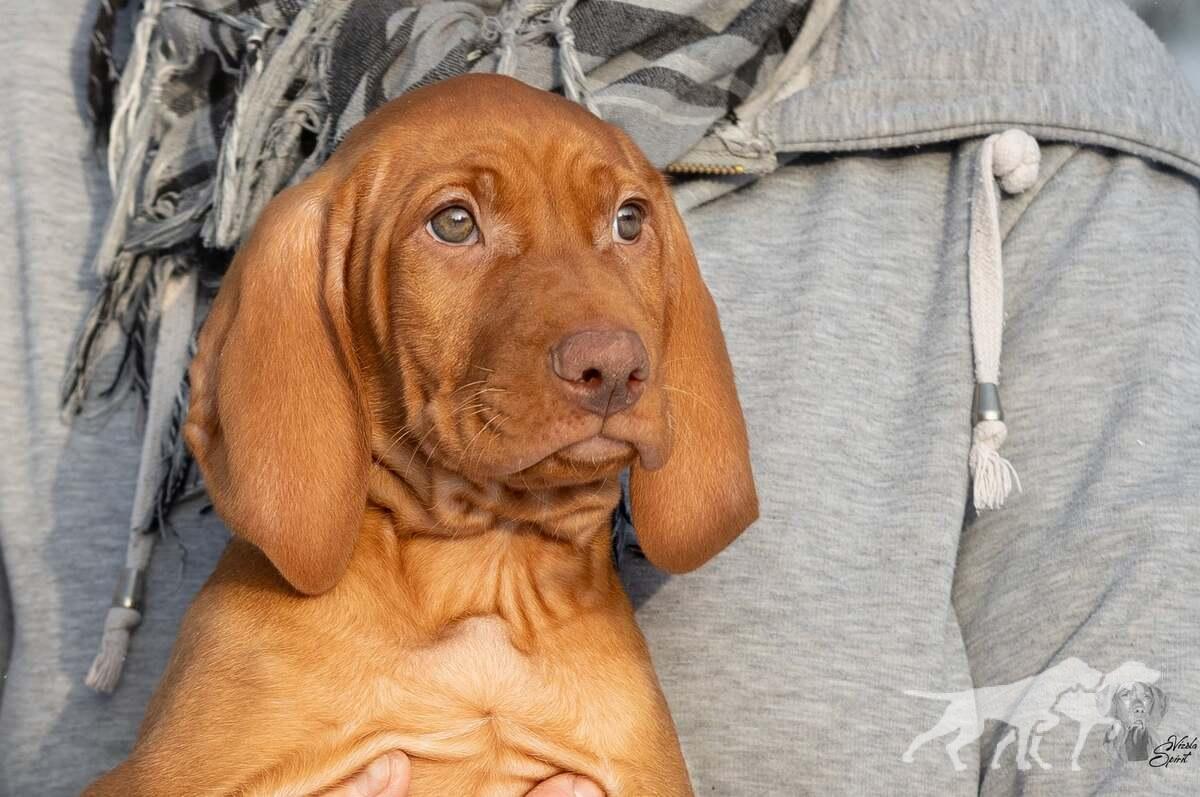 Anarion of Vizsla Spirit