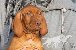 Anarion of Vizsla Spirit