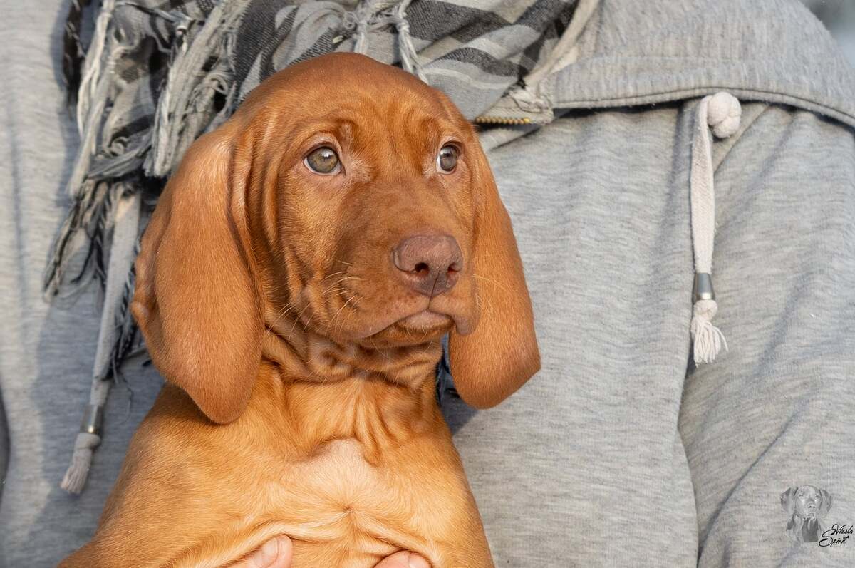 Anarion of Vizsla Spirit
