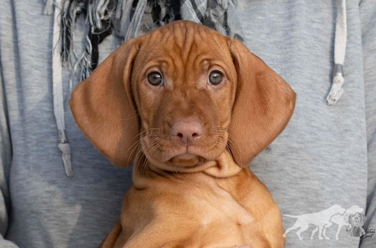 Artanis of Vizsla Spirit
