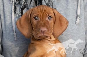 Artanis of Vizsla Spirit