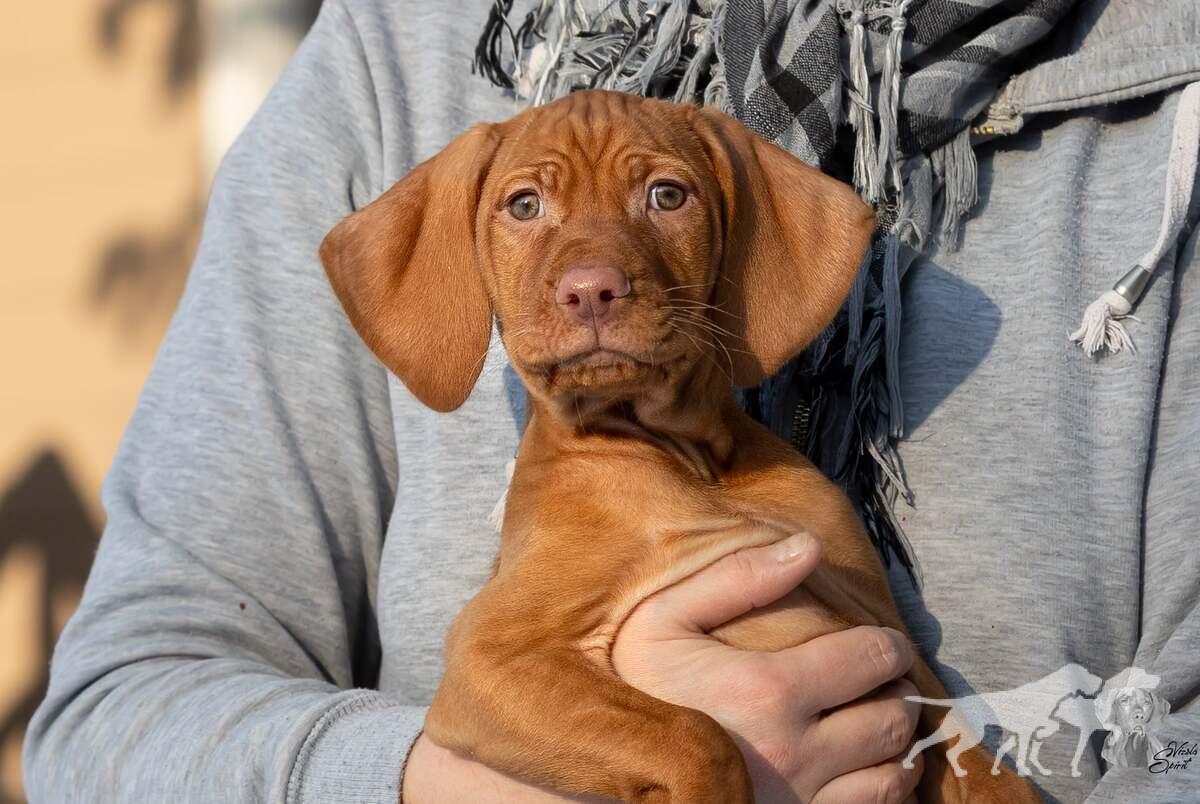 Arosa of Vizsla Spirit