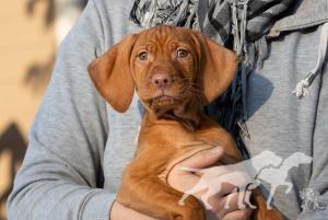 Arosa of Vizsla Spirit