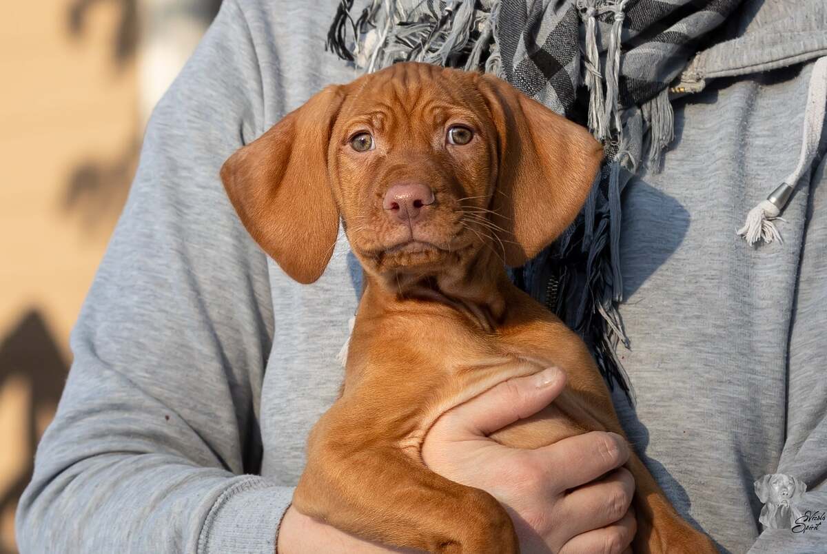 Arosa of Vizsla Spirit