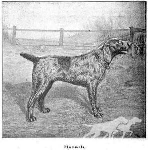 Flammula (DHStB 6113) (DSt)