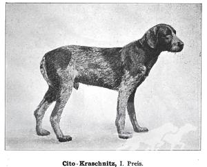 Cito Kraschnitz (DSt)