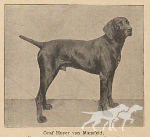 Graf Hoyer vom Mansfeld (DK)