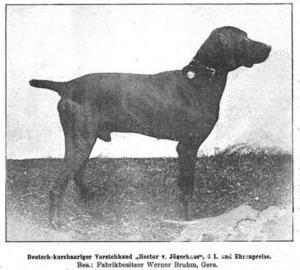 Hector vom Jägerhaus (DK)
