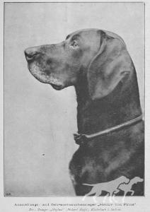 Hector von Pirna (DK)