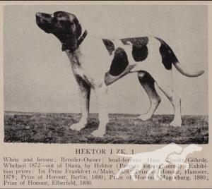 Hector (ZK1) (DK)