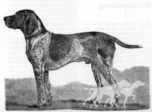 Hector IV (DK)