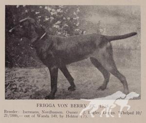 Frigga vom Berry (Irish Setter x)