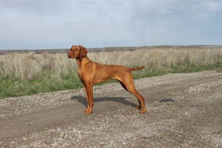 Aristo's Mona Lila Of Wasatch Mtns