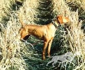 Idaho Ranchhand